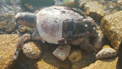 بالصور: العثور على سلحفاة بحرية ضخمة على شاطئ بحر مدينة يافا 